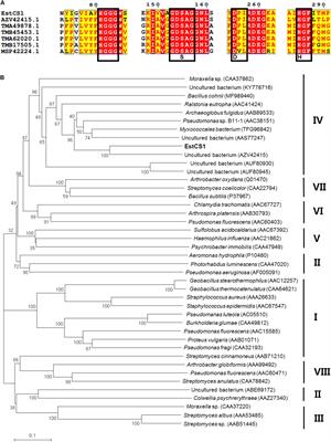 Characterization of a Novel Moderately Thermophilic Solvent-Tolerant Esterase Isolated From a Compost Metagenome Library